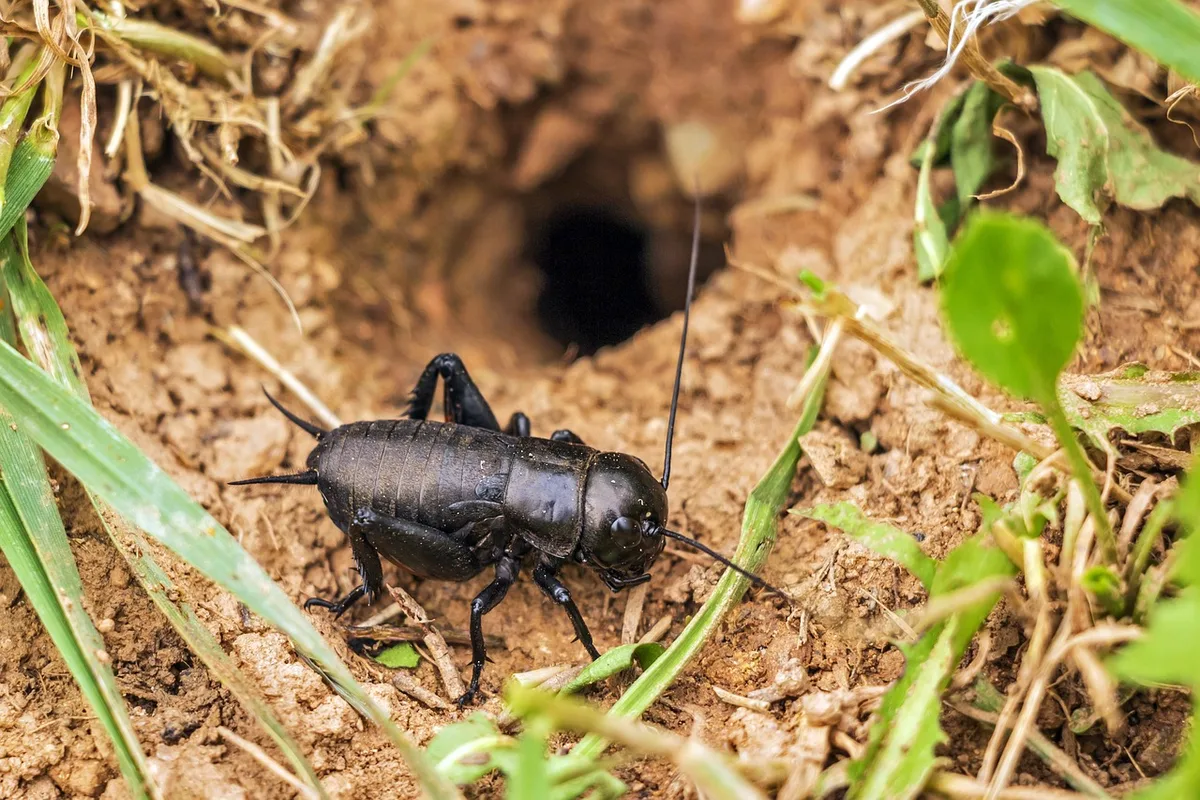 feldgrille_robert_balog «Studie entlastet Bauern beim Insektensterben» – wirklich?