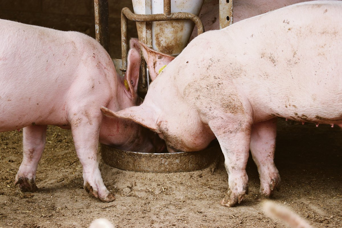 Reduktion von Protein, Kupfer und Zink: Die Anpassung der Fütterung birgt noch viel Potenzial. (Bild BauZ)