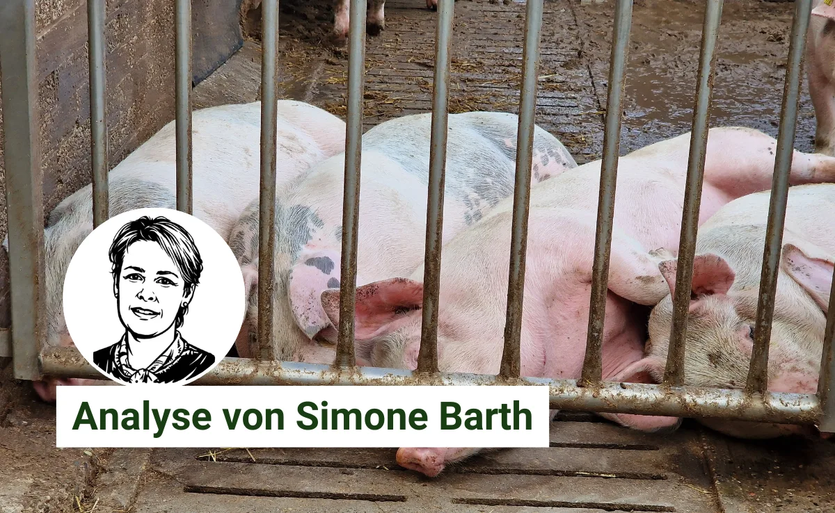 Artikel_Analyse_BauZ__4_ Vorwürfe gegen Suisseporcs-Präsident: Wahlkampf mit dem Brecheisen