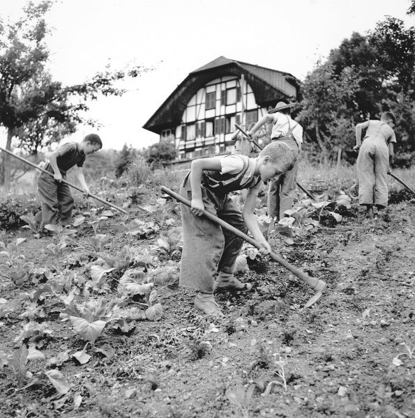 Feldarbeit in der Armenerziehungsanstalt Dorneren, einem kleinen Bauernhof ob Wattenwil BE im Juli 1954. (Bild Peter Studer, Keystone)