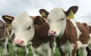 Laut Bio Luzern ist es ein Fernziel, dass sich das Konzept von «Zuhause aufwachsen» auch in der konventionellen Milchwirtschaft hierzulande etabliert. Das Projekt wird vom KGD begleitet und Daten daraus fliessen ans Bundesamt für Landwirtschaft.