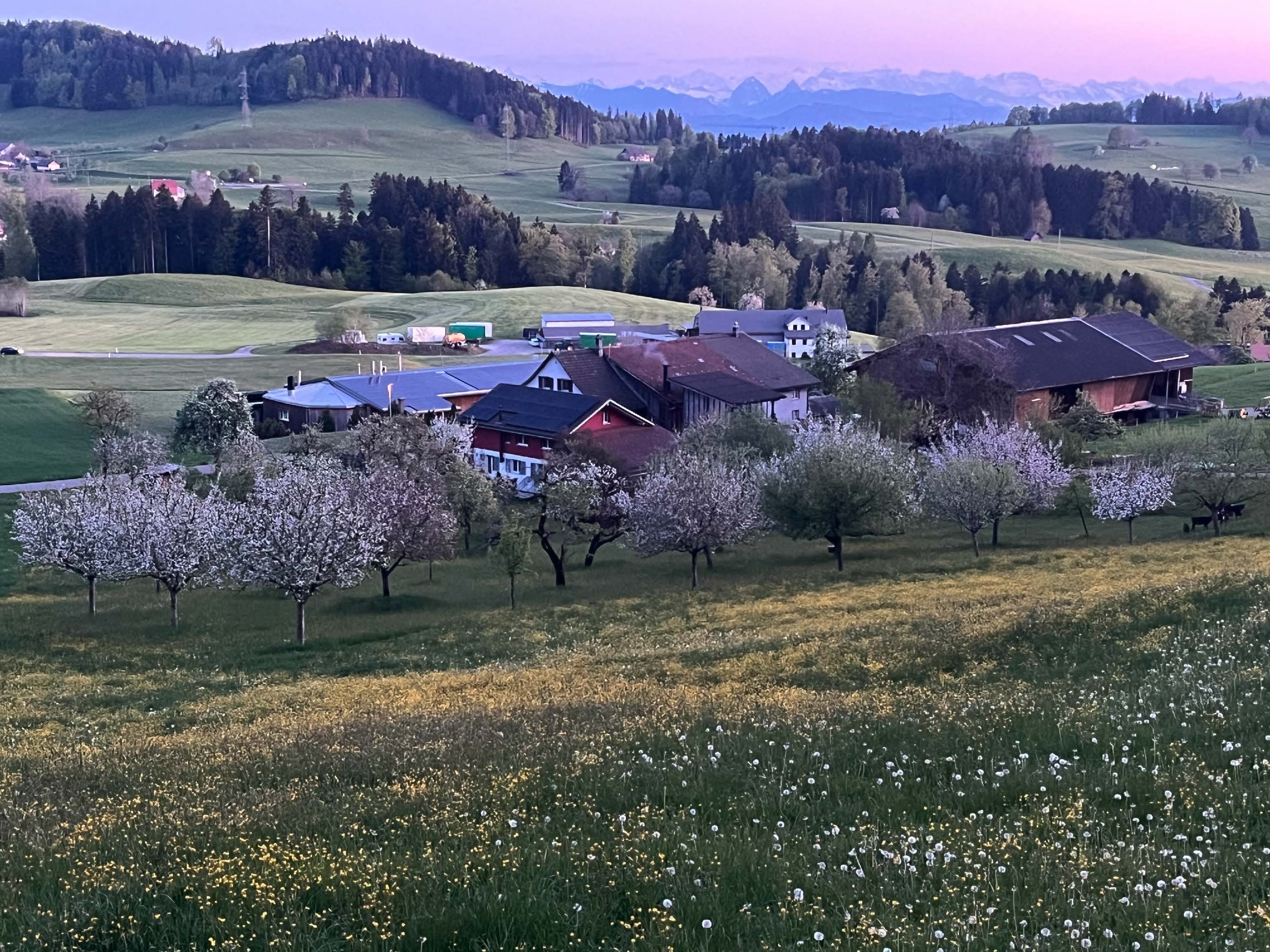 Der Betrieb von Markus Fischer und seiner Familie liegt im Frühling inmitten von blühenden Hochstammbäumen und Weiden.