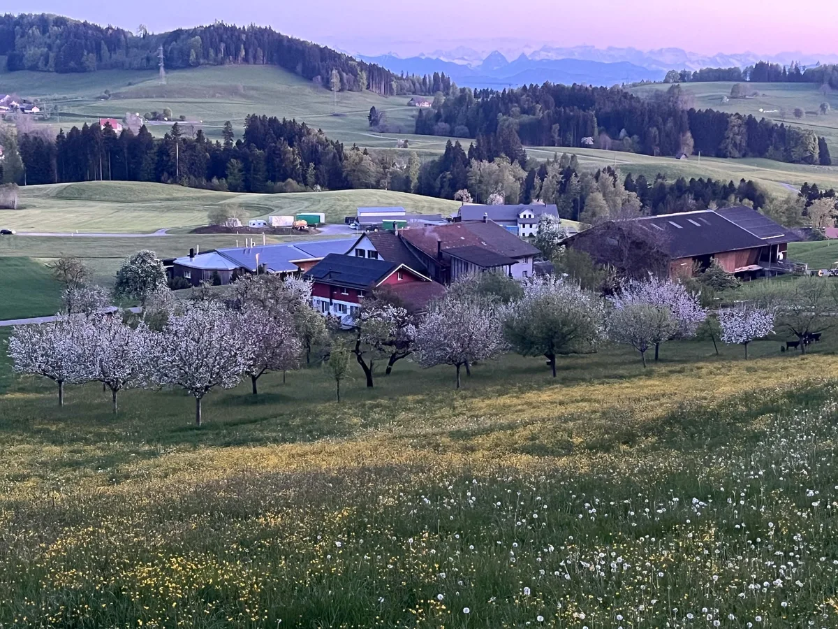 Der Betrieb von Markus Fischer und seiner Familie liegt im Frühling inmitten von blühenden Hochstammbäumen und Weiden.