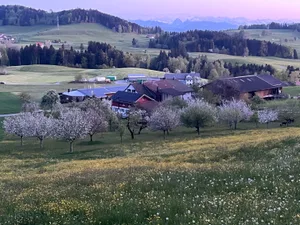 Der Betrieb von Markus Fischer und seiner Familie liegt im Frühling inmitten von blühenden Hochstammbäumen und Weiden.