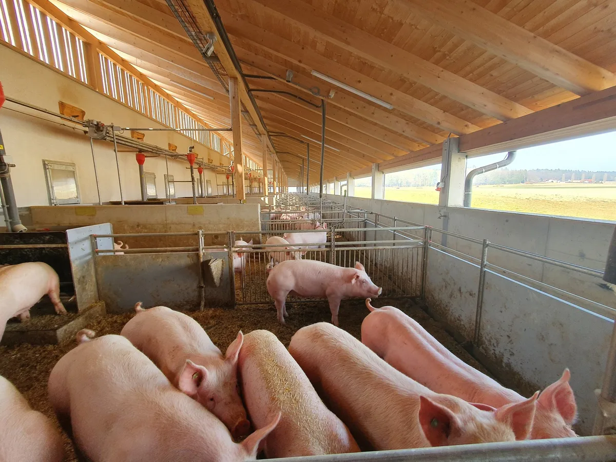 BZ-BET5-08-Tierhaltun_Bild_1 Das sorgt für glückliche Schweine durch bessere Luft im Stall