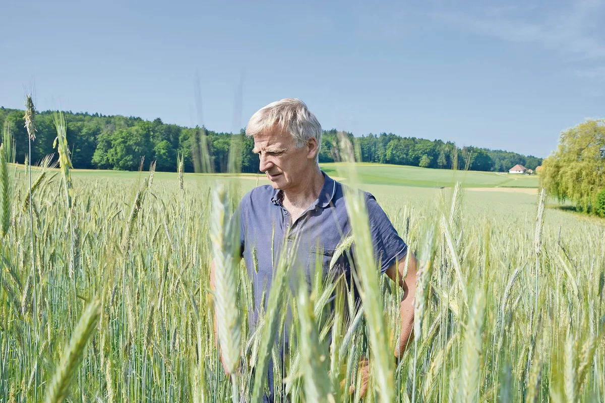 Peter Wüthrich im Roggenfeld. Bis zur Ernte werde der Bestand noch höher. (Bilder Peter Fankhauser)