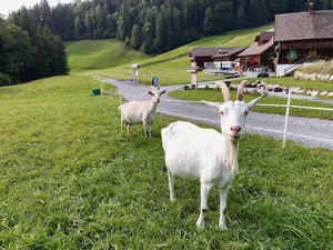 83 Milchziegen werden auf dem Blüemlisberg gehalten. Aus deren Milch werden wertschöpfungsintensive Spezialitäten hergestellt.