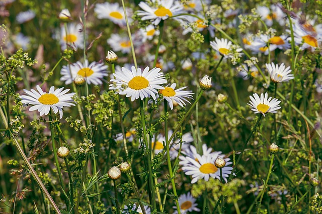In den Böschungen leben gefährdete Arten . (Smybolbild Pixabay)