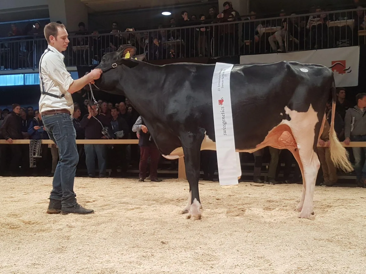 d775c3e3761643e951609c2cfaa13da5e29169d2 Tschirren’s Armani Bolivia wird Stareuter-Siegerin RH/RF/HO. (Bilder Simone Barth)