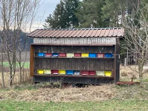 Wegen der langanhaltenden Schlechtwetterperiode geht den Bienen langsam das Futter aus. Gegebenenfalls muss Futter gegeben werden. (Bild Alexandra Stückelberger)