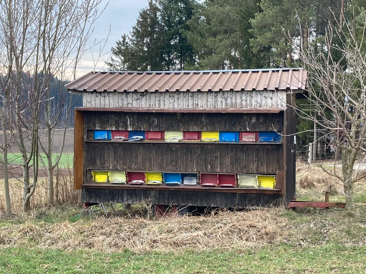 a6a18a9181467005b13414ab5715542919af7f36 Wegen der langanhaltenden Schlechtwetterperiode geht den Bienen langsam das Futter aus. Gegebenenfalls muss Futter gegeben werden. (Bild Alexandra Stückelberger)