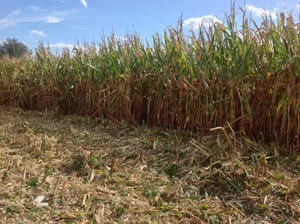 Mais muss unbedingt in der nächsten Schönwetterperiode geerntet werden. Folgt der Weizen auf Mais, ist sauberes Pflügen zwingend. Bild: Peter Hügi