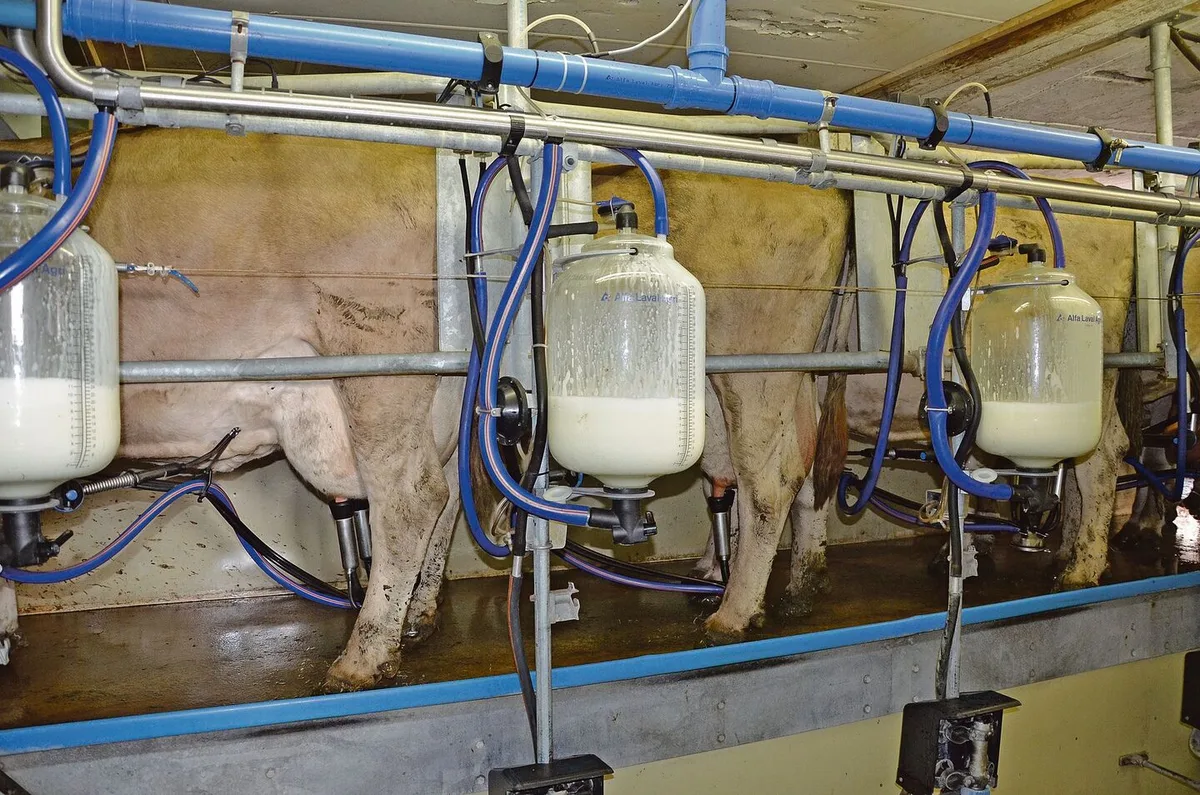Knappe Biomilch auch in der Zentralschweiz: Wer jetzt umstellt, wird problemlos in den Biomilchkanal liefern können.