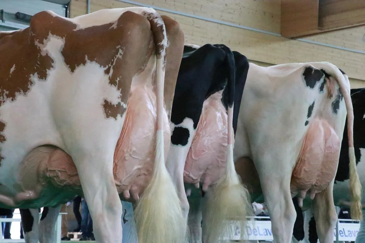 IMG_1898-1200px Für die Rassen Holstein und Red Holstein gibt es nun eine einheitliche Richterliste