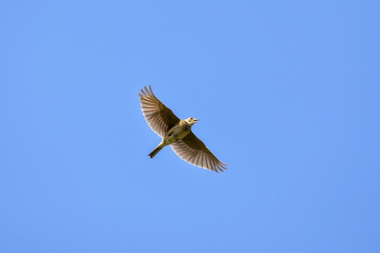 Um die Vögel Europas und der Schweiz steht es nicht gut