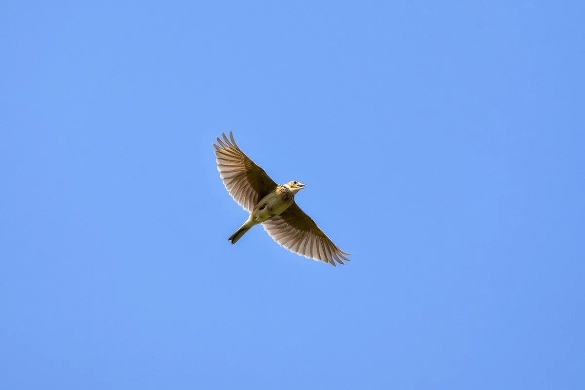 animal-5049814_1280 Um die Vögel Europas und der Schweiz steht es nicht gut