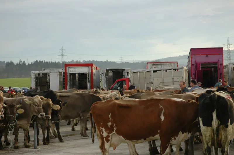 schlachtviehmarkt_aem Auch 2023 dürfte sich die Fahrt zu öffentlichen Schlachtviehmärkten lohnen