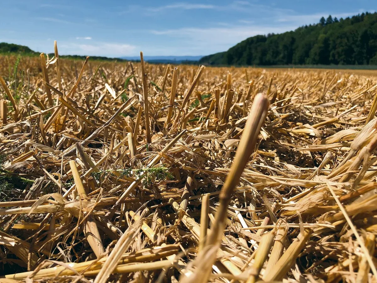 Die Getreideernte läuft, Mehrkosten für die Produktion werden durch die beschlossene Erhöhung von Fr. 3.– bis 5.–/dt nicht gedeckt. Man habe wählen müssen zwischen keinen oder diesen Richtpreisen, heisst es vom Schweizerischen Getreideproduzentenverband.