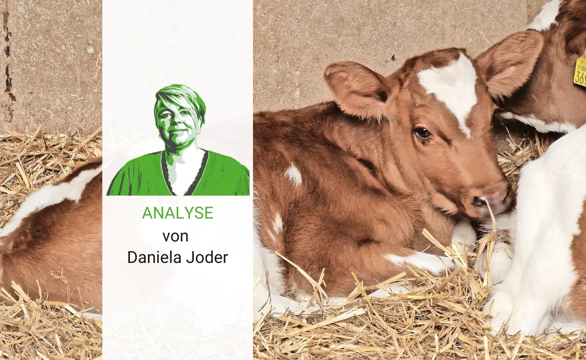 Wer Milch trinkt, muss auch Kalb essen – so einfach ist es