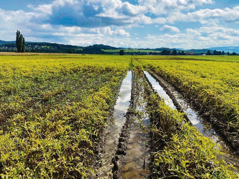 Grosse Ausfälle bei der Kartoffelernte: Die Knollen haben gelitten