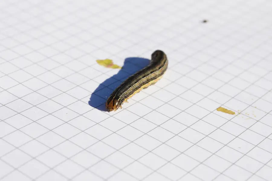 Die Raupe der Einpunkt-Graseule tritt gerade massenhaft auf und zeigt, dass auch nicht-eingeschleppte Arten zunehmend zum Problem werden können.
