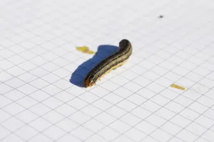 Die Raupe der Einpunkt-Graseule tritt gerade massenhaft auf und zeigt, dass auch nicht-eingeschleppte Arten zunehmend zum Problem werden können.