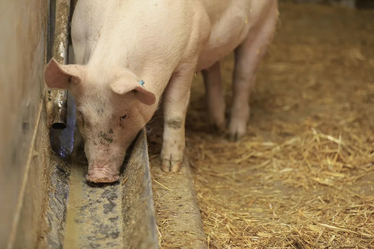 Schweine_22_Futter_aem Schweizer Schweine brauchen 30 000 Tonnen weniger Futter