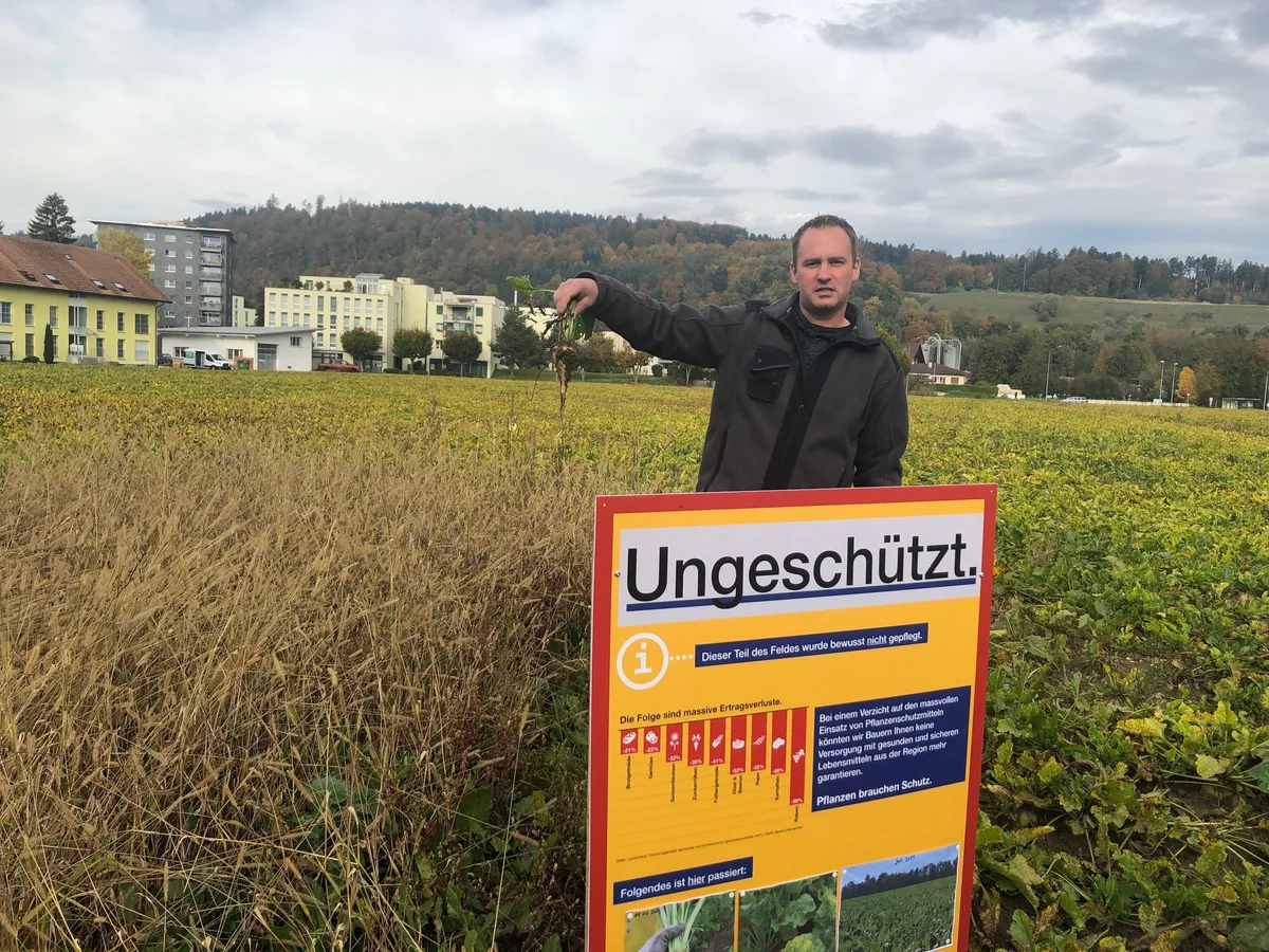 7b1f843a534d8be9a1383163eafea0e5ca96fc19 Lars Nyffenegger zeigt eine kümmerliche Rübe aus seiner Nullparzelle, die von der Borstenhirse dominiert wird. Auch beim Bauern aus Worben BE wütet die Viröse Vergilbung in den Zuckerrüben. (Bilder BauernZeitung/Jeanne Woodtli)