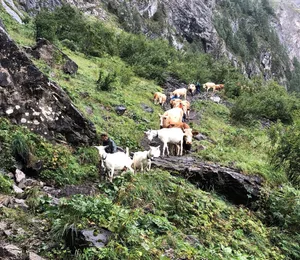 Die Ziegen und Kühe auf dem Weg ins Tal. (Bild Talk)