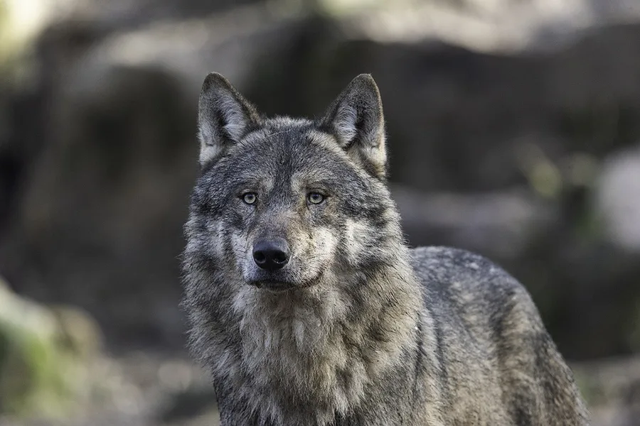 wolf-5360340_1280_small Abschuss eines Wolfs in der Region Brigerberg-Ganter angeordnet