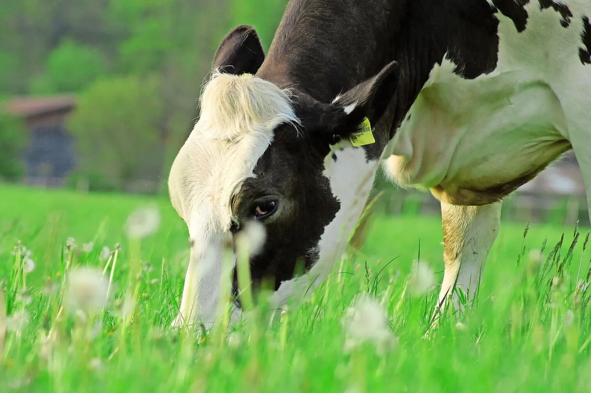 Mit der richtigen Fütterung und einer langen Nutzungsdauer seien Kühe mit 6000 Litern Milch ähnlich profitabel wie solche mit 9000 Litern.