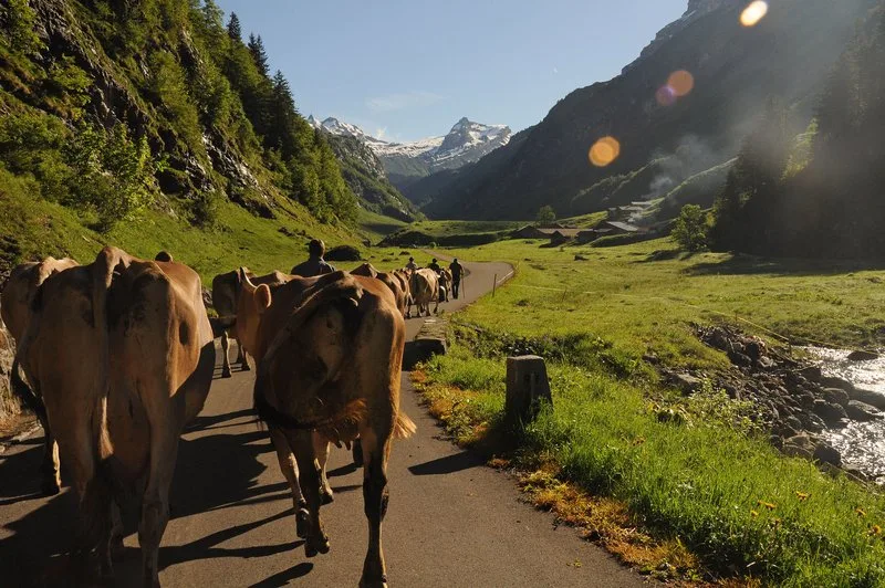 4988e2024845bafe1f544f8de38a6fada82102fe Die Kühe weiden auf einer Französischen Alp, also sei der Käse auch französisch, befindet das BLW. (Symbolbild Andrea Gysin)