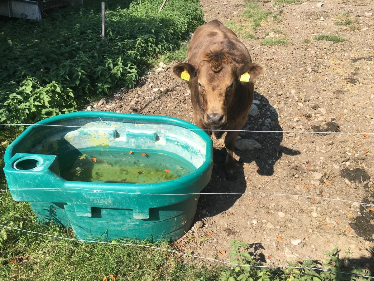 d9dfe1761261abaf2d00939eef20445d77cbe5d9 Hitze kann für Tiere ein Stressfaktor sein. Es besteht ein direkter Zusammenhang zwischen Hitze und reduzierter Leistung ist unumstritten. (Bild Jil Schuller)