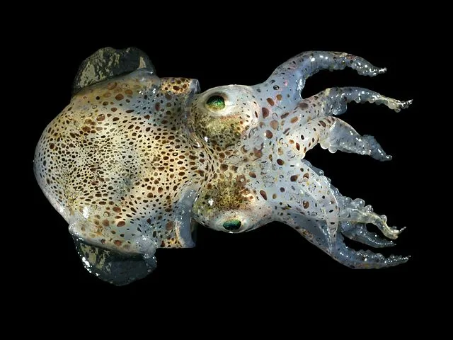 Die Evolution hat bei Zwergtintenfischen neue Organe entwickelt. (Bild Wikimedia Hans Hillewaert)