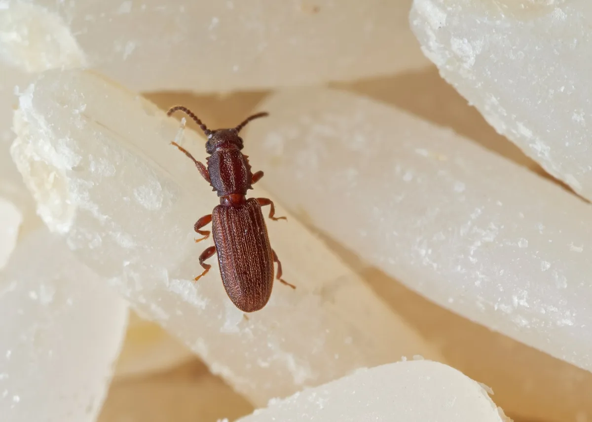 AdobeStock_350438935 Macro Photo of Sawtoothed Grain Beetle on Raw Rice