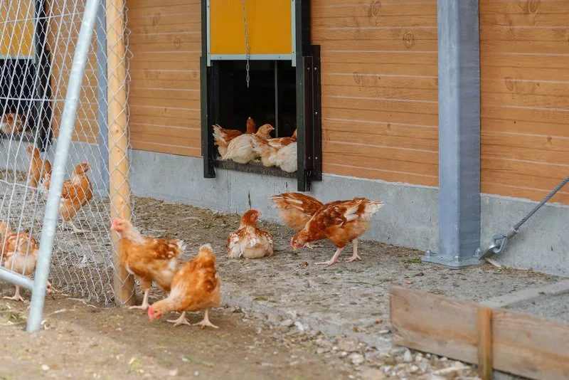 4baecd34d1d7c07d7bbefd84b3e3362715ee7d58 Der Bio-Anteil ist beim Geflügel mit 18 Prozent überdurchschnittlich. (Bild BauZ)