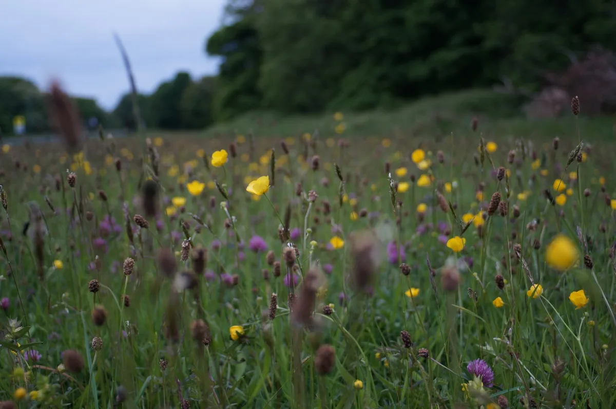 021ab9afa2209b1f45cb06b505539cceb81aaa70 Der Bundesrat will die Biodiversität fördern und erarbeitet einen indirekten Gegenvorschlag zur Biodiversitäts-Initiative. (Bild Unsplash)