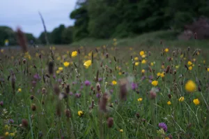 Der Bundesrat will die Biodiversität fördern und erarbeitet einen indirekten Gegenvorschlag zur Biodiversitäts-Initiative. (Bild Unsplash)