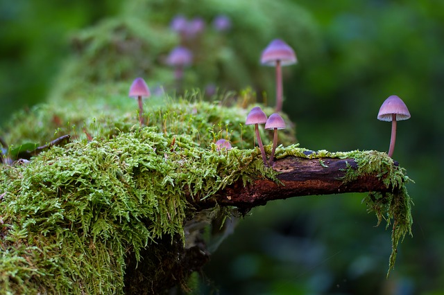 Nein, so spektakulär sieht das Pilz-Fossil nicht aus. Trotzdem wirft sein Alter bisherige Annahmen über den Haufen. (Symbolbild Pixabay)