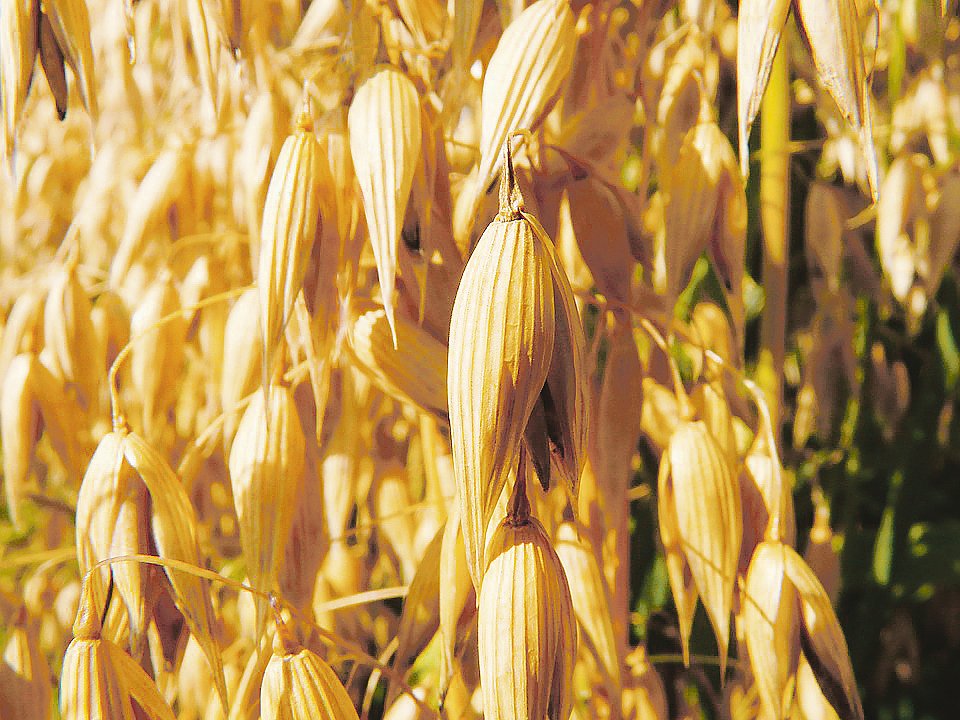 Die Anbaufläche von 370 Hektaren kann für Speisehafer weiter ausgedehnt werden. (Bild Pixabay)