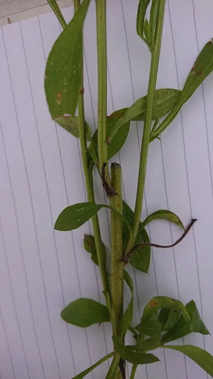 Durch das Mähen von Berufkraut wird nur das Versamen der aktuellen Blüten verhindert. Es werden neue Stiele unterhalb der Schnittstelle gebildet.