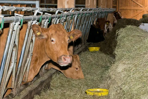 0f5fbd403232496cf6efac4f52faad8dccfa96c7 Was dürfen Bio-Kühe fressen und vor allem, wie viel Kraftfutter darf in der Ration sein? Diese Frage treibt am Mittwoch die Delegierten von Bio Suisse um. (Bild Miriam Kolmann)