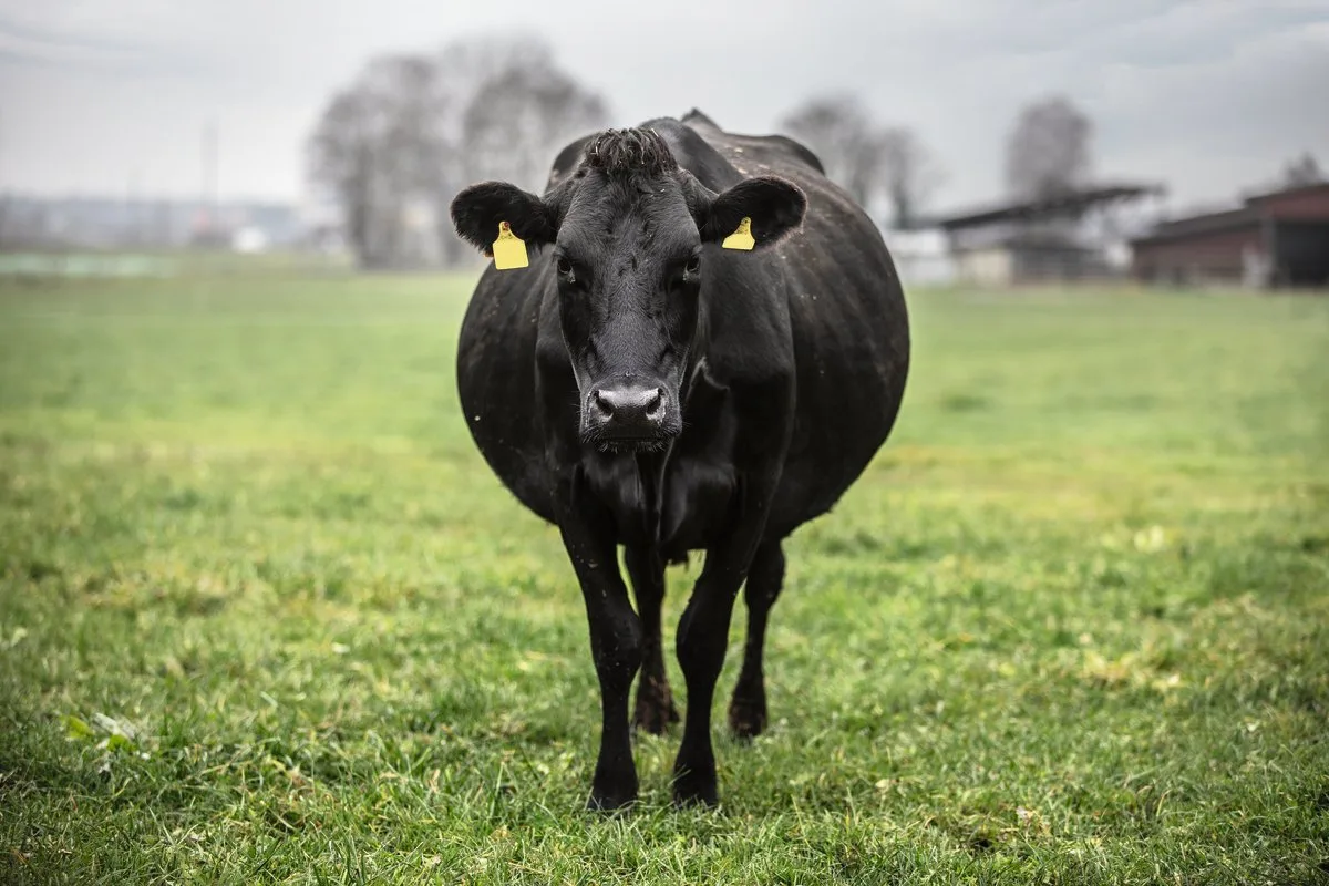 83a744e85f18d48359e5f98d91219c092f55552f Die vierjährige Kuh Bijou ist eine typische Kiwi-Cross. Bild: Pia Neuenschwander