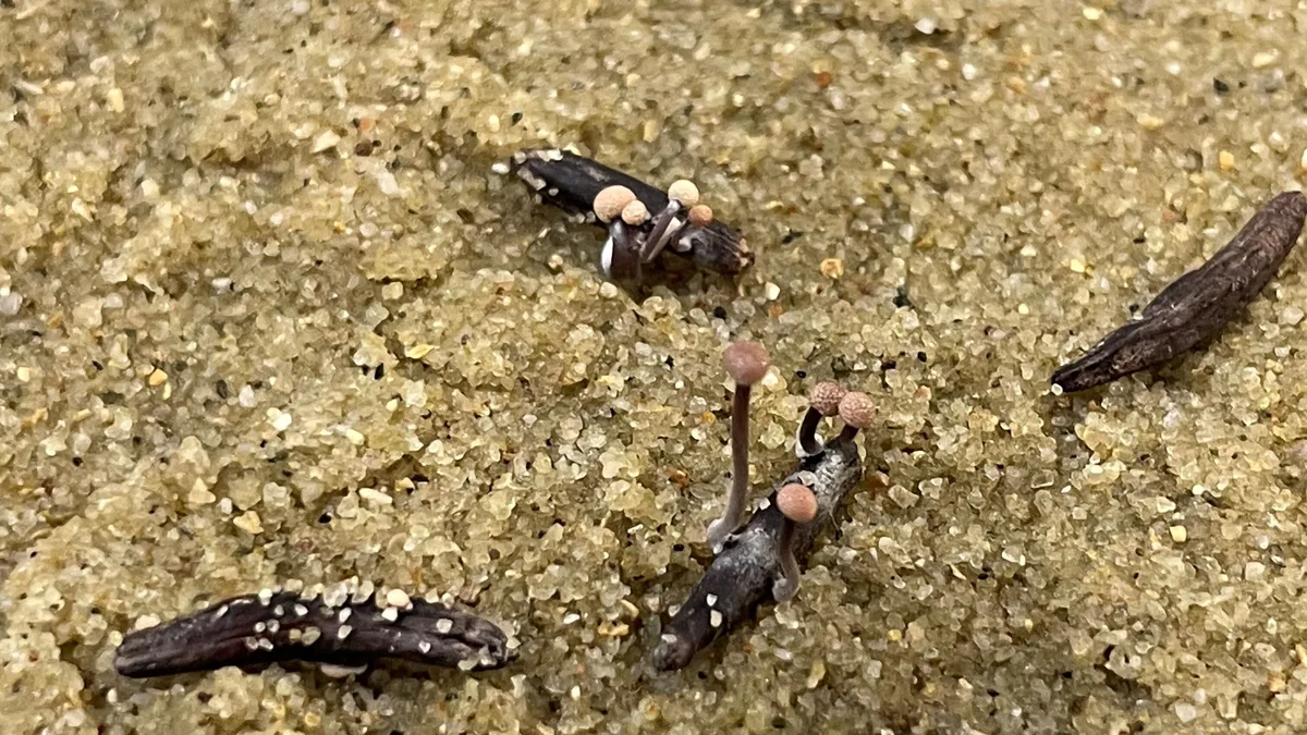 Mutterkorn1.jpg Gekeimte Sklerotien mit stielförmigen Stromata. In den kopfförmigen Enden dieser Träger befinden sich die Fruchtkörper (Perithezien), in denen die Askosporen reifen.