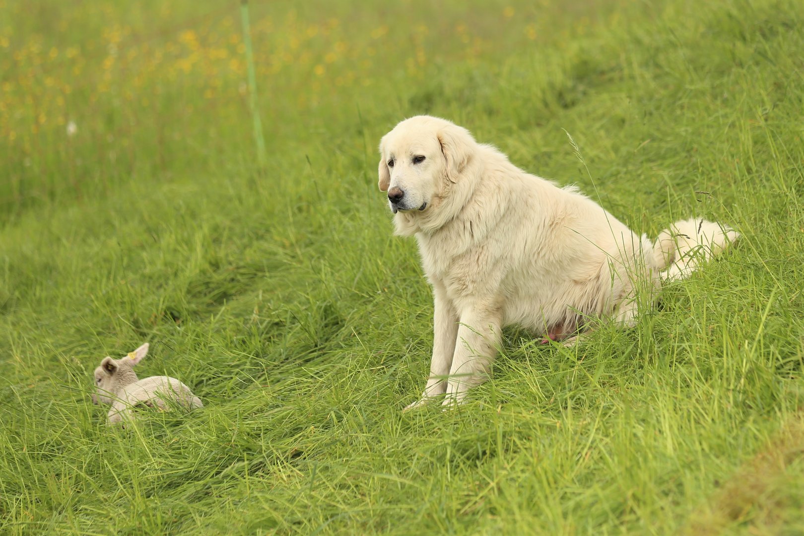 Zentralschweizer Kantone arbeiten gemeinsam für genügend Herdenschutzhunde