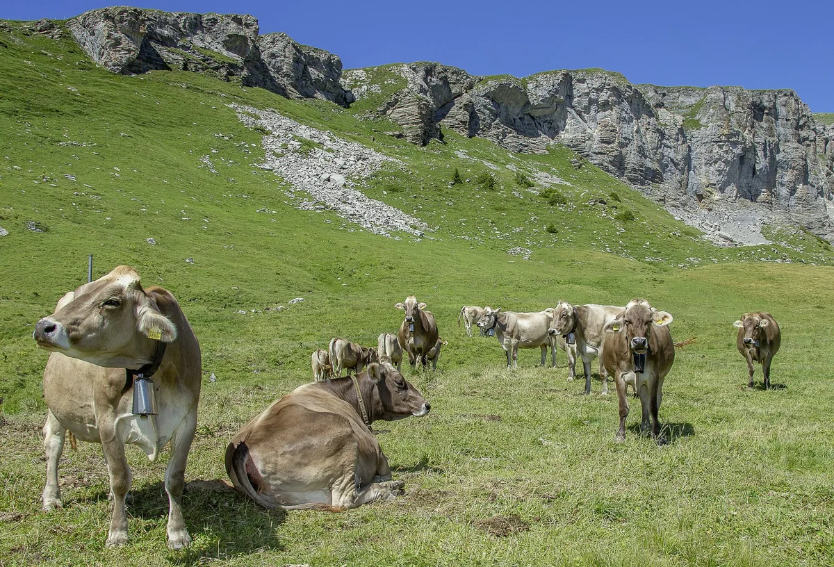8b0a76a811e3c1f1688a67bd5d79791cff605762 45 % der Original-Braunvieh-Kühen wurden 2020 gealpt. (Bilder Braunvieh Schweiz)