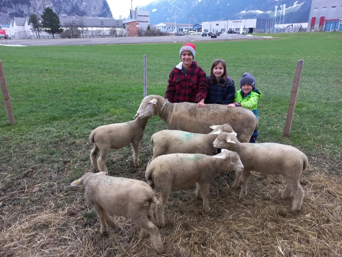 Familie Bissig liess ihre Aue wohlweislich ins Tal fliegen