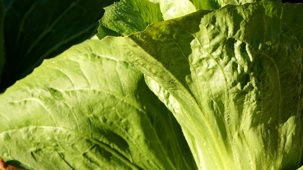 Zuckerhut: Salat für den Winter