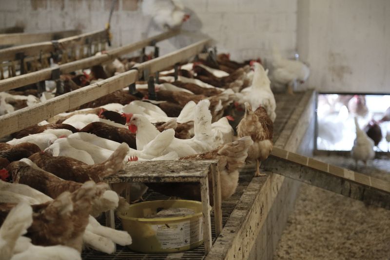 Legehennen in der Schweiz Schweizer Eier waren gefragt: Die Hennen legten über 1 Milliarde Eier. (Bild ji)
