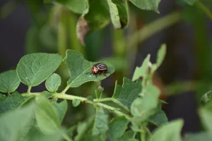 Erste Forschung zur Verwendung von RNAi gegen Schädlinge wurde mit dem Kartoffelkäfer durchgeführt. In den USA ist ein erstes sprühbares Produkt mit dsRNA gegen diesen Schädling zur Zulassung angemeldet.